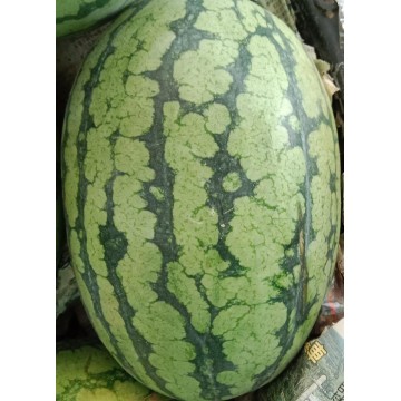 Watermelon 1pc (4-5kg)
