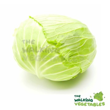 China Round Cabbage (700-800g)