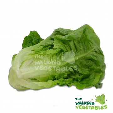 生菜（罗门）/ Romaine Lettuce (300-400g)
