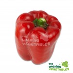 Fresh Vegetables