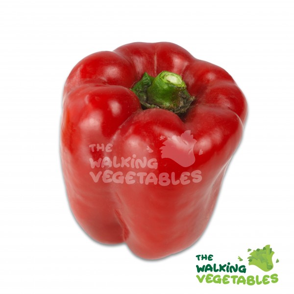 Fresh Vegetables