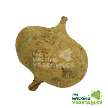 芒光 / Turnip (900-1000g)