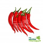 Fresh Vegetables