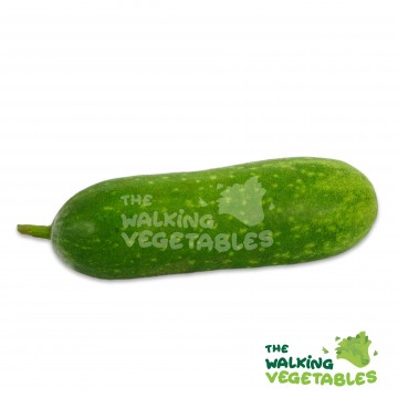 毛瓜 / Green Marrow (500-600g)