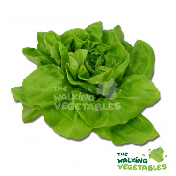 奶油生菜 /Butterhead Lettuce (150-250g)