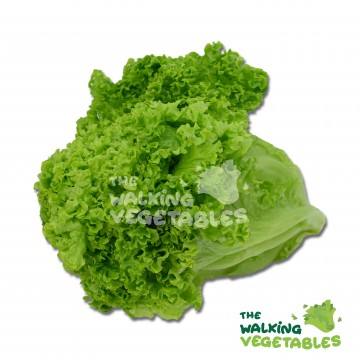 青边 / Green Coral Lettuce (250-350g)