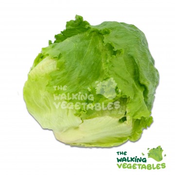 西生菜 / Iceberg Lettuce (400-500g)