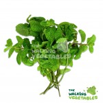 Fresh Vegetables