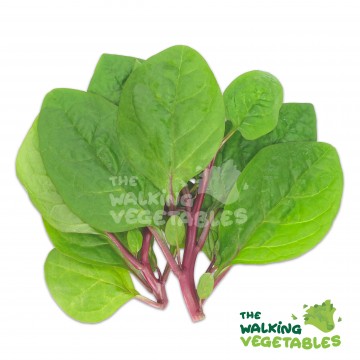 Red Stem / Hong Jiao Chye (250g)