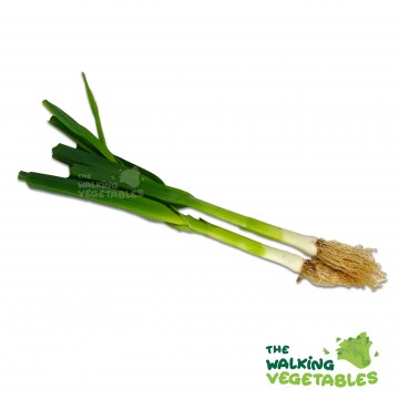 北冲 / White Leek (150-250g)