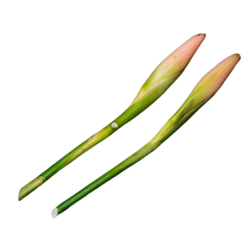 Ginger Flower (Per Pc)